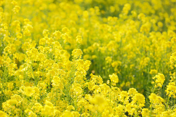 満開の菜の花