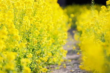 満開の菜の花