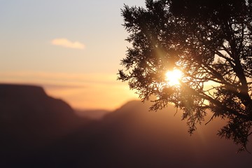 Sunset Through a Tree