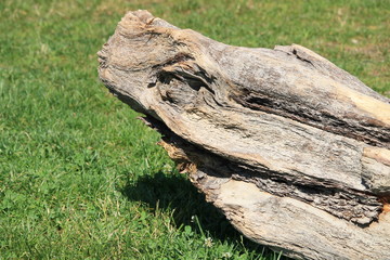 Souche d'arbre