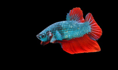 Siamese fighting fish,Betta splendens,blue fish, black background, Halfmoon Betta.