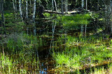 swamp in the spring