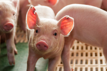 pig hatchery for pig meat consumption in the field