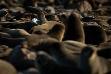 Obraz premium Seagull between fur seals