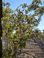 Copan archaeological site of Mayan civilization, not far from the border with Guatemala. It was the capital of the main classical kingdom period from the 5th to the 9th century AD.