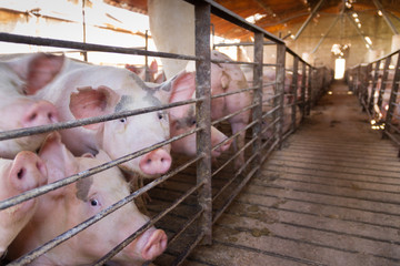 pig hatchery for pig meat consumption in the field