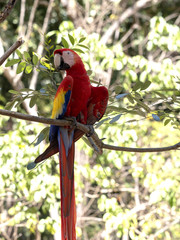 Scarlet Macaw, Ara macao, is abundant in Copan National Park, Honduras