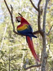 Scarlet Macaw, Ara macao, is abundant in Copan National Park, Honduras