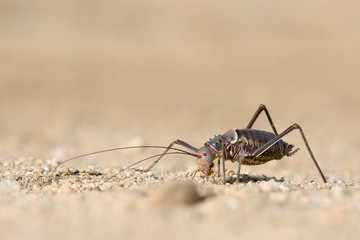 Ground cricket