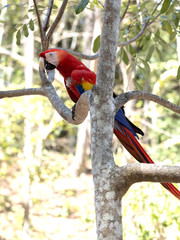Scarlet Macaw, Ara macao, is abundant in Copan National Park, Honduras