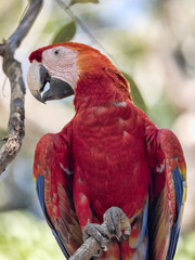 Scarlet Macaw, Ara macao, is abundant in Copan National Park, Honduras