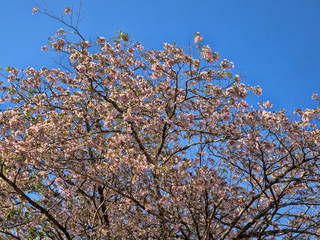 The Roble de Sabana, Tabebuia rosea, is a beautifully flowering tree of central ASmerica, Honduras