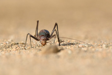 Ground cricket