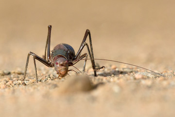 Ground cricket