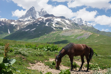 Fototapeta na wymiar Horse grazing in Caucasus mountains on sunny summer day.