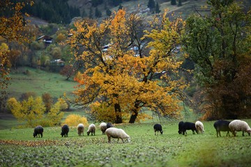 Autumn forest nature. Vivid morning in colorful forest with sun rays through branches of trees. Scenery of nature with sunlight.savsat/artvin/turkey