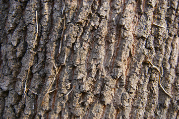 oak bark texture