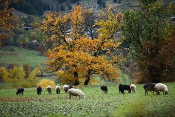 Fototapeta premium Autumn forest nature. Vivid morning in colorful forest with sun rays through branches of trees. Scenery of nature with sunlight.savsat/artvin/turkey