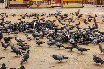 Fototapeta premium A group of pigeons at Gateway of India, Mumbai