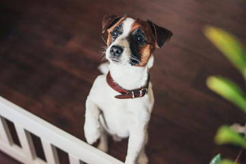 Cute Puppy Dog Jack Russell terrier looking at camera in home