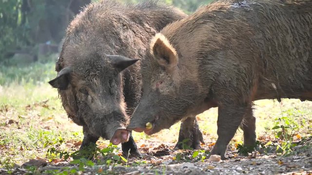 Couple wild boar in nature, slow motion