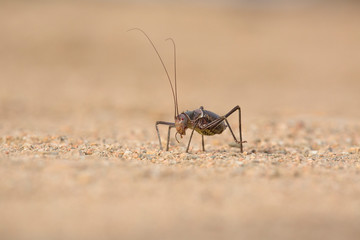 Ground cricket