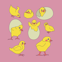 set of cute chickens. little yellow chickens in different poses