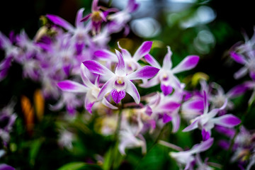 Fototapeta na wymiar Beautiful purple orchids on the blur background in the orchids garden