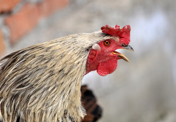 In the rustic yard cock