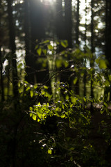 sunlight through trees
