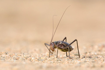Ground cricket