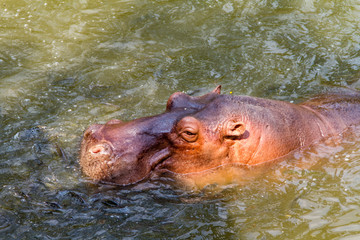 Fototapeta premium Hippopotamus waiting for feed by human