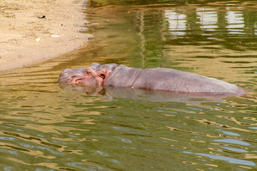 Hippopotamus sleeping in water