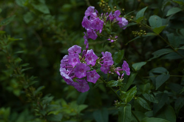 purple flowers in the garden