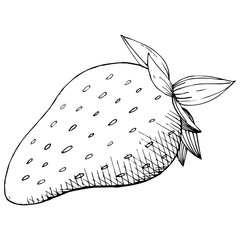 Vector Strawberry healthy food. Black and white engraved ink art. Isolated berry illustration element.
