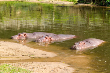 Three Hippopotamus sleeping in pond