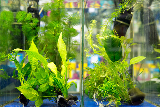 Aquatic algae echinodorus peruensis and vallisneria