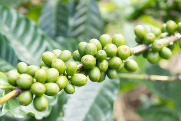 Coffee bean in coffee tree plantation.Fresh green berry of coffee in organic farm.