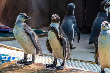 Humboldt penguin (Spheniscus humboldti) standing on ground