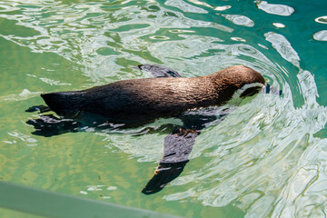 Humboldt penguin (Spheniscus humboldti) floating on the water