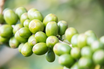 Coffee bean in coffee tree plantation.Fresh green berry of coffee in organic farm.
