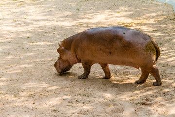 Hippopotamus walking on the sand