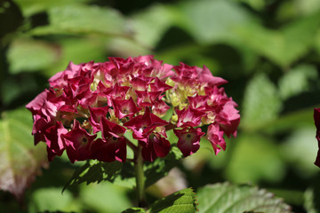 Blühende Hortensie