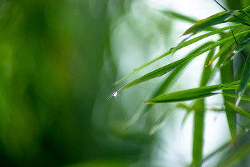 Fresh bamboo leaves with water drop