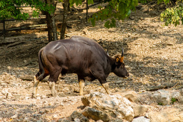 Gaur(Bos gaurus) walk around mountain territory