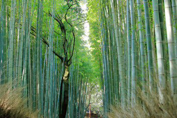 Fototapeta premium 京都嵯峨野の竹林