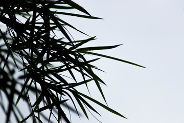 Silhouette bamboo leaves with gray sky background.