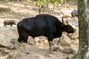 Gaur(Bos gaurus) walk around mountain territory