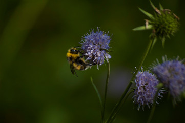 bumblebee on a flower