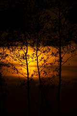 Obraz premium Silhouette tree with sunset sky